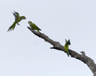 Monk Parakeets